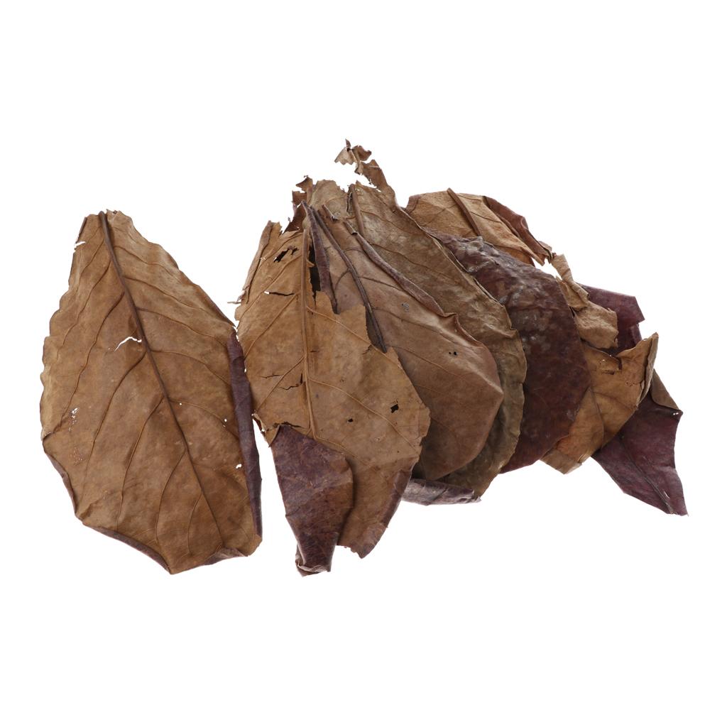 Fish Aquariums Indian Almond L - огляд і ціна Aquarium Fish Betta